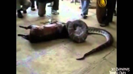Python swallowes a deer alive, then spits it out - VIDEO