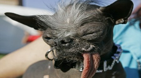 Elwood, crowned 'World's Ugliest Dog', has died aged 8