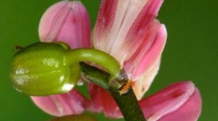 Plant or predator? - PHOTO