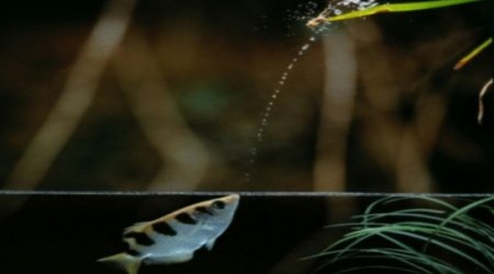 The fish that spits to kill - VIDEO