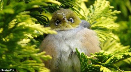 Real life Angry Birds - PHOTO