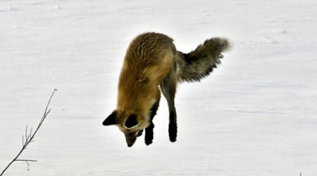 Dive for your dinner - PHOTO