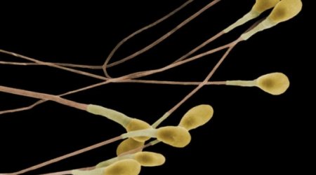 Male pill keeps sperm 'in storage' during sex - BBC