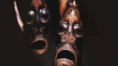 7 of the most frighteningly bizarre ocean creatures - PHOTO