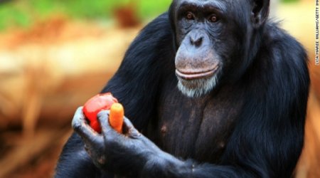 Chimps should be recognized as 'legal persons,' lawsuits claim