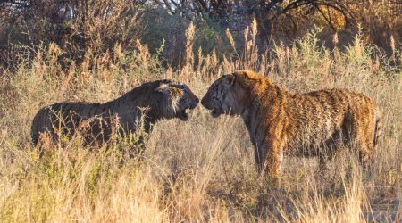 Bloodied beasts slashing each other with their claws