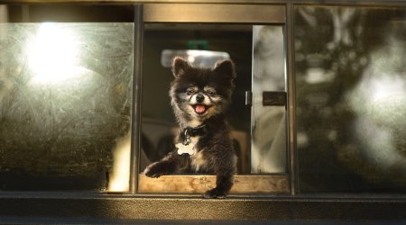 Delirious animals just love hanging their heads out of car windows - PHOTO