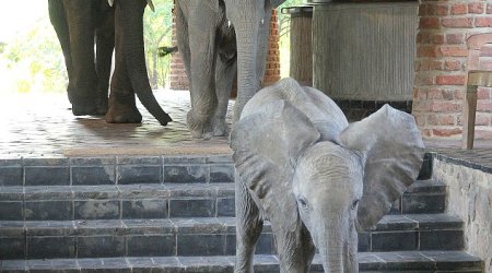 Elephants in the room - PHOTO