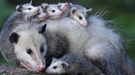 Is this video terribly cute or terrifying? - VIDEO