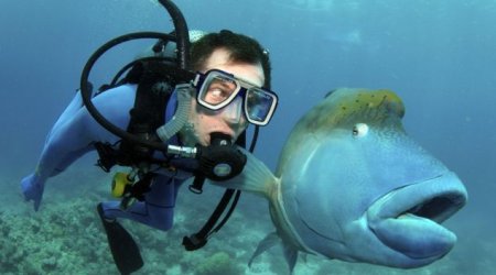 Blue humphead fish surprises first-time diver - PHOTO