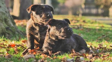When a Westie finds love with a rottweiler