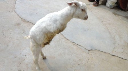 Cancer patient travels a lot to buy two-legged goat - PHOTO