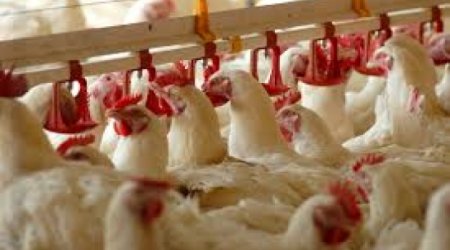 Azerbaijan plans to double poultry production by 2015