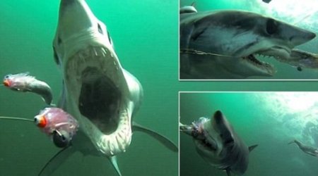 GoPro shows you what it's like being chased and eaten by shark - VIDEO