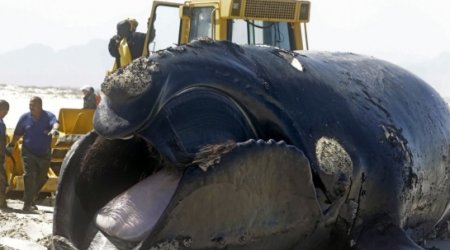 Exploding Southern Right Whale on beach near Cape Town - VIDEO