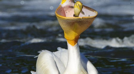 Hungry pelican opens bill like a basketball net - PHOTO