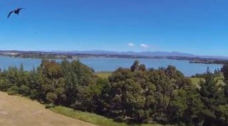 Has Amazon underestimated our feathered friends? - VIDEO