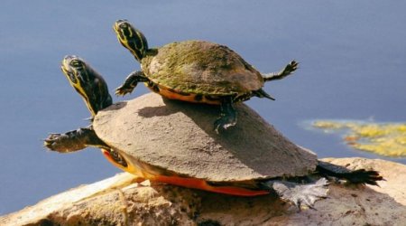 Turtle mother teaches her baby how to swim - PHOTO