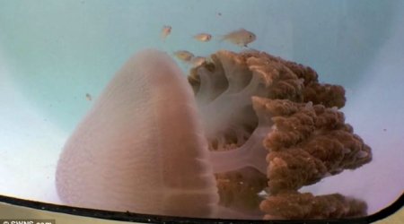 Huge deadly pink jellyfish rediscovered - PHOTO