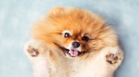 Is this the world's most photogenic pup? - PHOTO