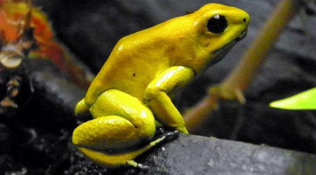 World's most deadliest animals - PHOTO