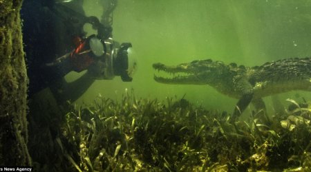 The moment crocodile sneaks up on an underwater photographer - PHOTO