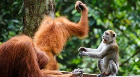 Rumble in the jungle - PHOTO