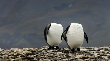 Running around like a headless penguin