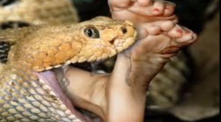 When snakes are eaten, they revenge - VIDEO