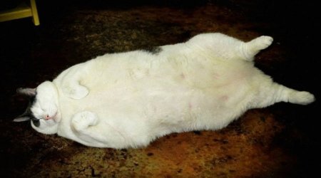 Popular fat cat dies of congestive heart failure at the age of 6