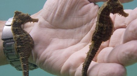 Seahorse spots its own reflection from a diver's watch - PHOTO