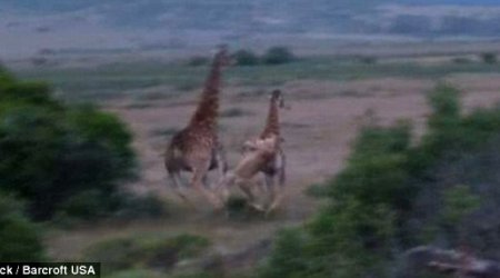 That's what you call a big meal - PHOTO+VIDEO