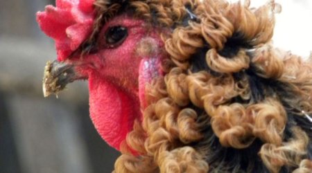 Chinese chicken that looks like its had a perm - PHOTO