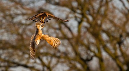 A daring kestrel tries to steal a vole right out of a barn owl's talons - PHOTO