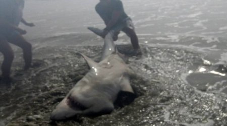 Man hooks a Great White shark off the beach - PHOTO+VIDEO