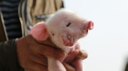 Piglet born with two mouths, two noses and three eyes - PHOTO