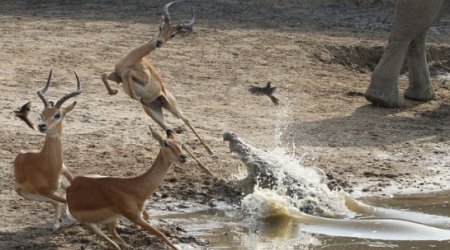 Impala cheats death by inches as it leaps away from crocodile’s jaws - PHOTO