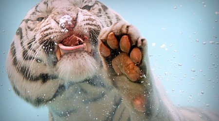 Bengal tiger plunges into water to demolish lump of raw meat - PHOTO