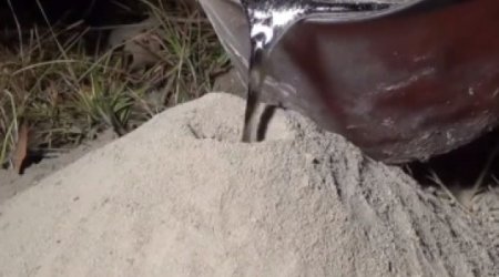 Ant colony artist responds to fierce ‘insect killing’ criticism - VIDEO