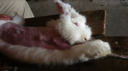 Clothing brands agree to stop selling ‘cruel’ angora wool - PHOTO+VIDEO