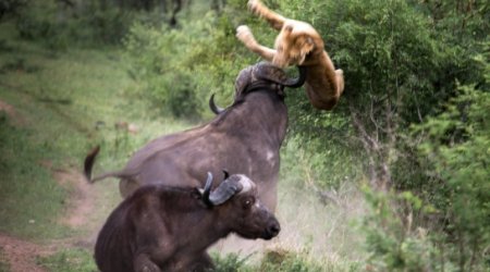 Bull saves its friends who was being eaten by a lion.... - PHOTO+VIDEO