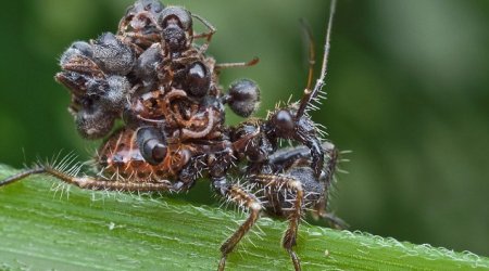 Assassin bug disguises itself with cloak of dead ants - PHOTO