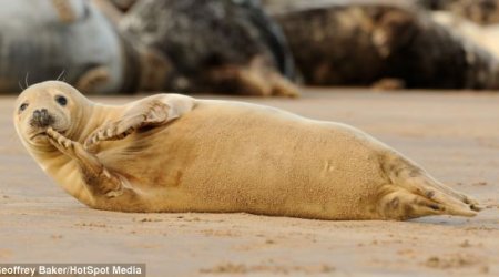 Sleepless in seal-attle - PHOTO