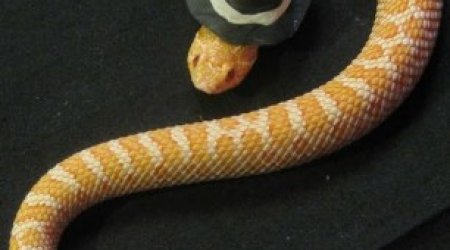 Photographs of snakes with headgear - PHOTO