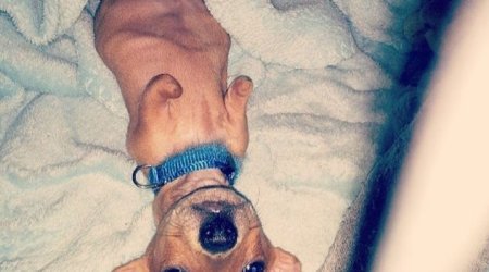 Meet T-Rex - the Dachshund-Chihuahua puppy born with no front legs - PHOTO