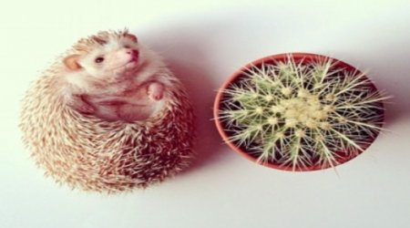 Darcy the flying Hedgehog is Instagram's 'biggest' star