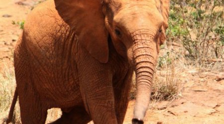How an elephant orphanage saved Zongoloni - PHOTO