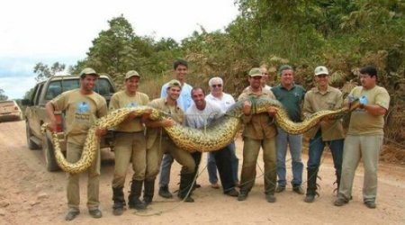 Man eating anacondas - Documentary FILM