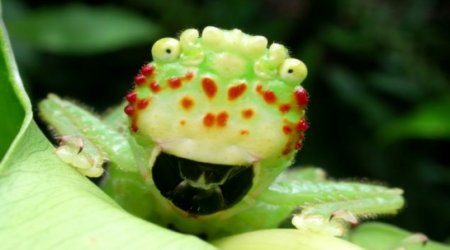 Costa Rican 'ugly bug’ shocks photographer