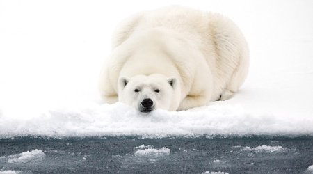 Polar bear in the Arctic is captured on an endless sea of icebergs - PHOTO